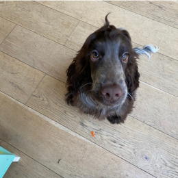 Rosa du mas des vaudous profile