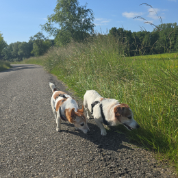 Sidjy et weewy profile