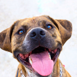 Ninja et pawan profile