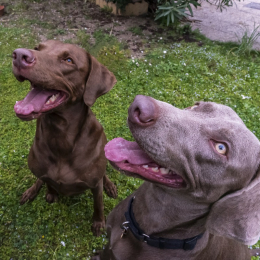 Aïoli et ablette profile