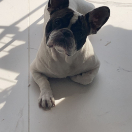 Nougat profile