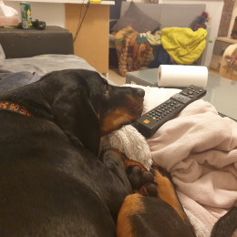 Doggo profile
