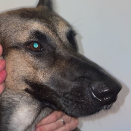 Ixzo profile