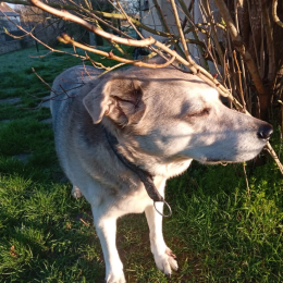 Laika profile