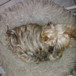 Caline profile