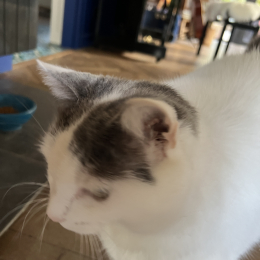 Miel profile