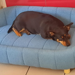 Odyssée profile