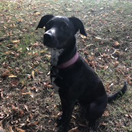 Bella profile