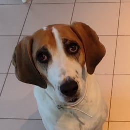 Talia profile