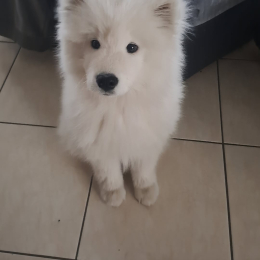 Yuki profile