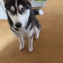 Loki profile