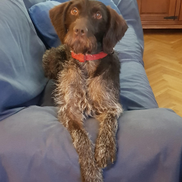 Doggo profile