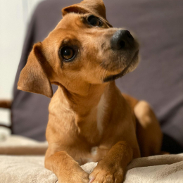 Mali profile
