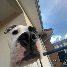 Ino profile