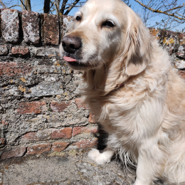 Doggo profile