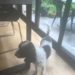 Doggo profile