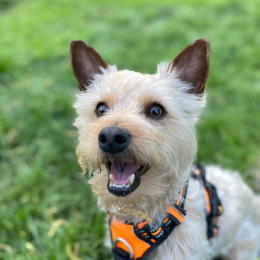 Max profile