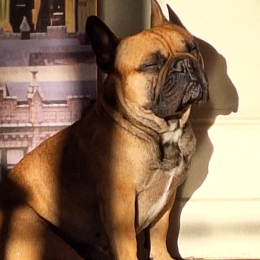 Roco profile