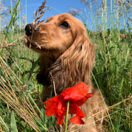Rillette profile