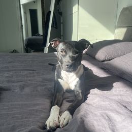 Loupa profile