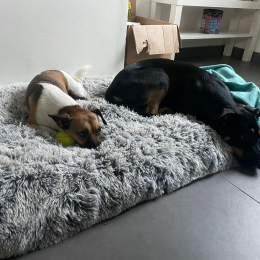 Lily et peanut profile