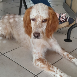 Vito profile