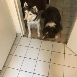 Halley et junior profile