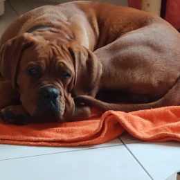 Obelix profile