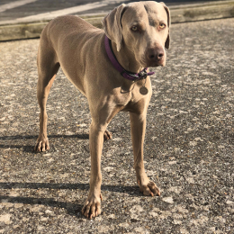 Enora profile