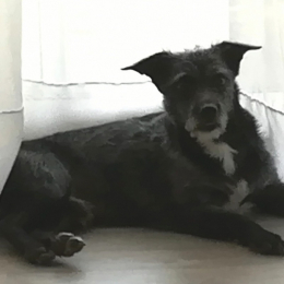 Coyot profile