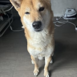 Pablo profile