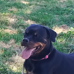 Ravenn profile