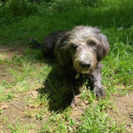 Ulysse profile