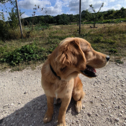 Ulysse profile