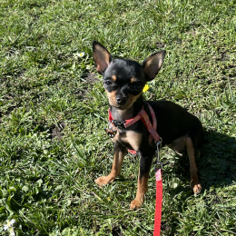 Ohana profile