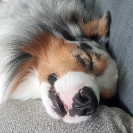 Spykie profile