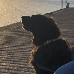 Noe profile