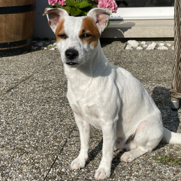 Snoopy profile