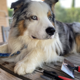 Pablo profile