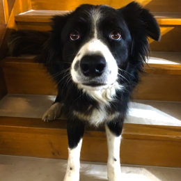 Vasco profile