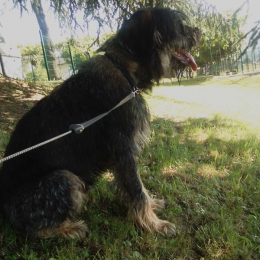 Paco profile