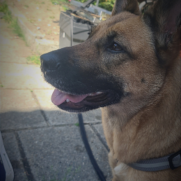 Stella profile