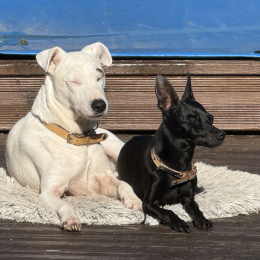 Olive et luna profile