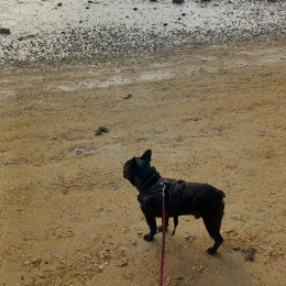 Gustave profile
