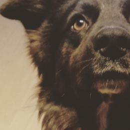 Rio profile