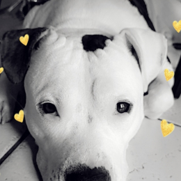 Orna profile