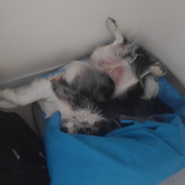 Max profile