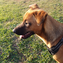 Loky profile