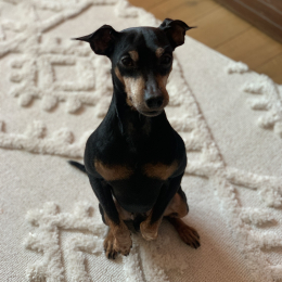 Iago profile