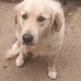 Max profile